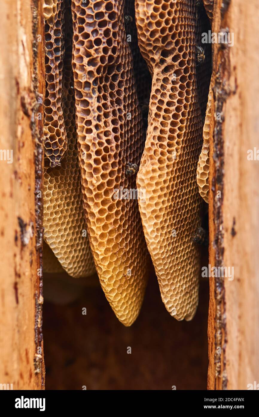nidi d'ape di forma naturale all'interno di un hive di tronchi tradizionale Foto Stock