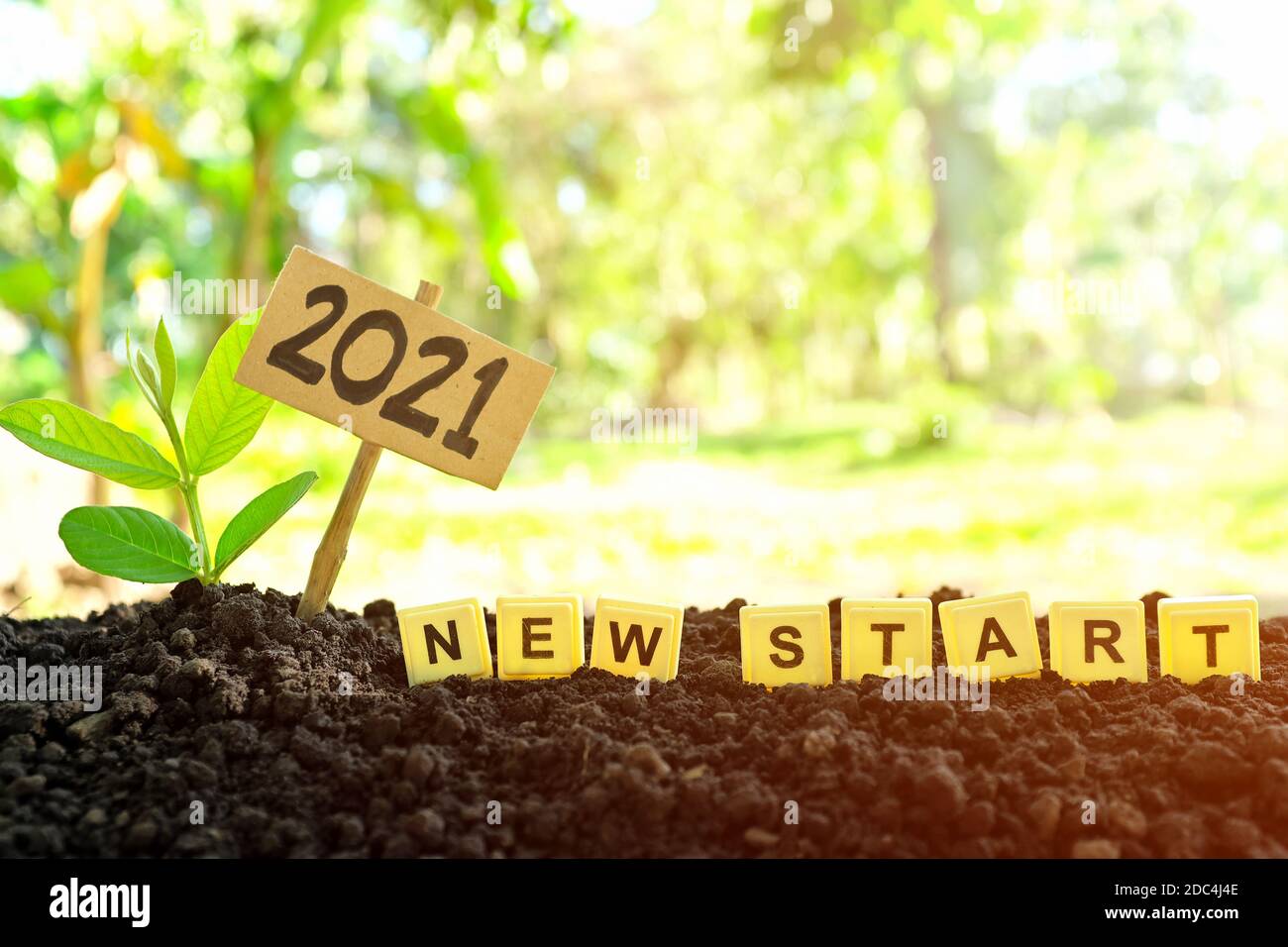 Fuoco selettivo di piantatura di semina o di segatura che cresce sul suolo all'alba con la lettera di scrabble che le tegole wording. 2021 nuovo anno nuovo inizio vita concetto. Foto Stock