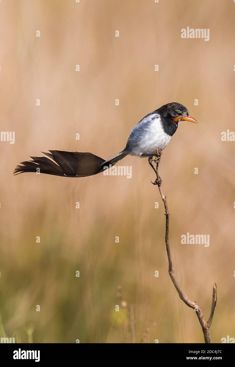 Tirrante dalla coda strana, Alectrurus risora, Marshes Iberica, Provincia di Corrientes, Argentina Foto Stock