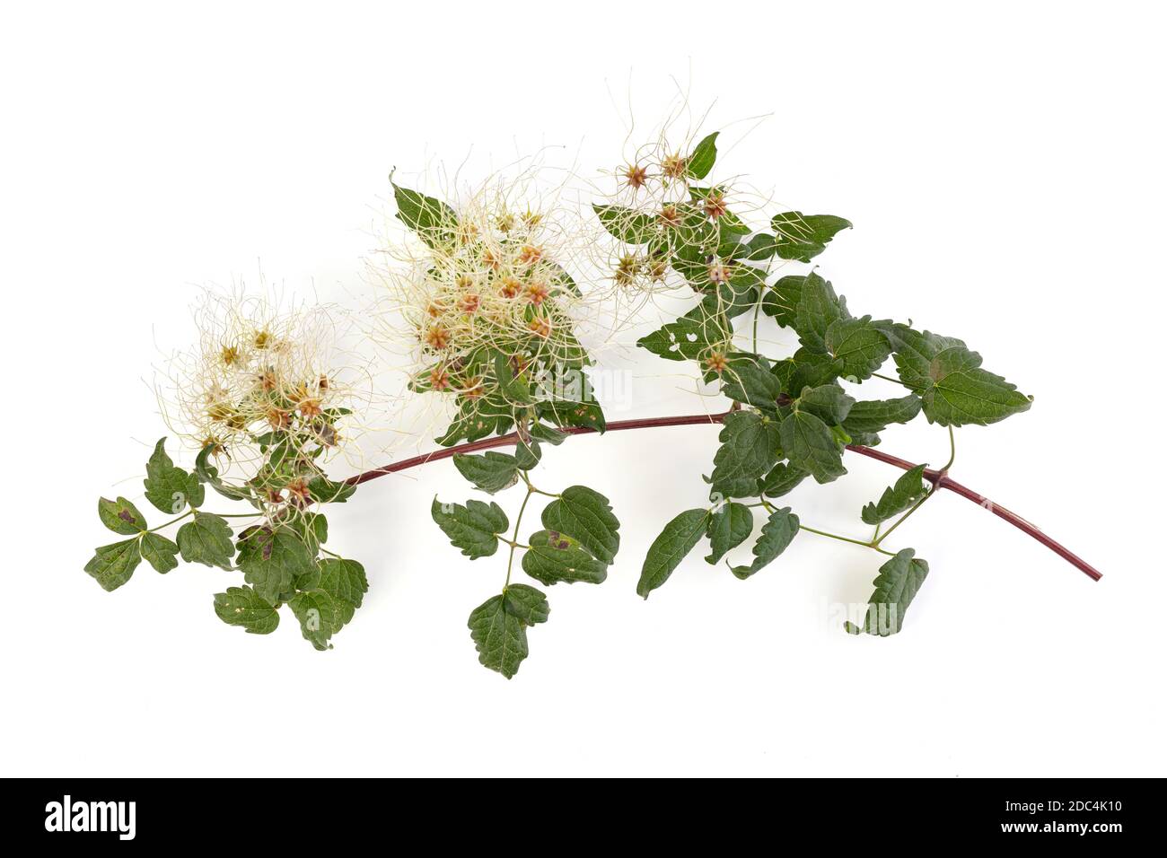 Clematis vitalba come pianta invasiva su sfondo bianco Foto Stock