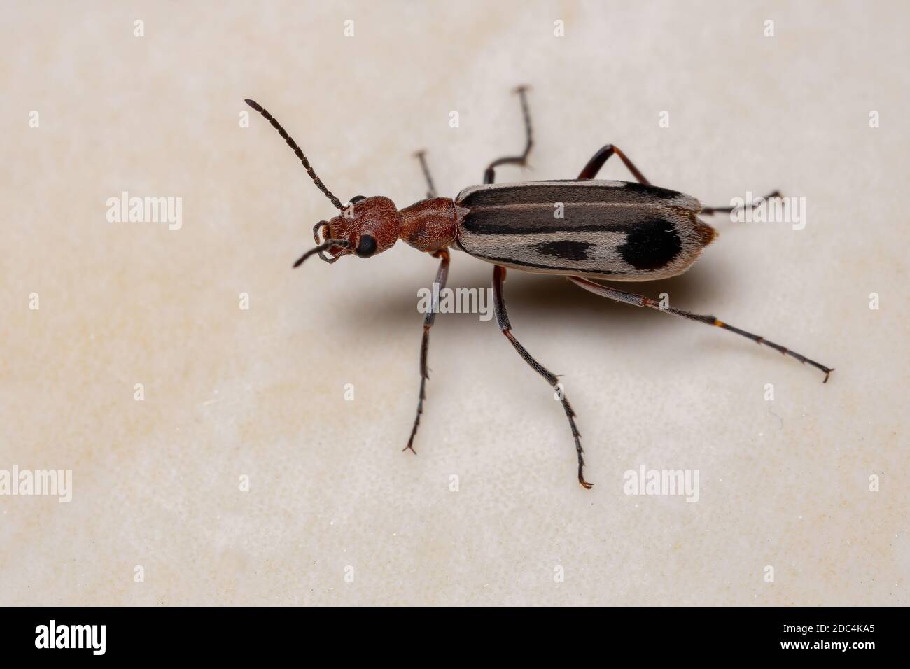 Burning Blister Beetle del genere Epicauta Foto Stock