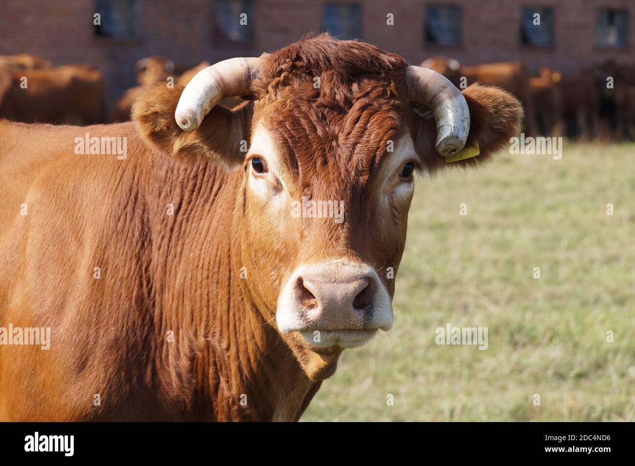 Ritratto nel pascolo: Vacca varieta limousine Foto Stock