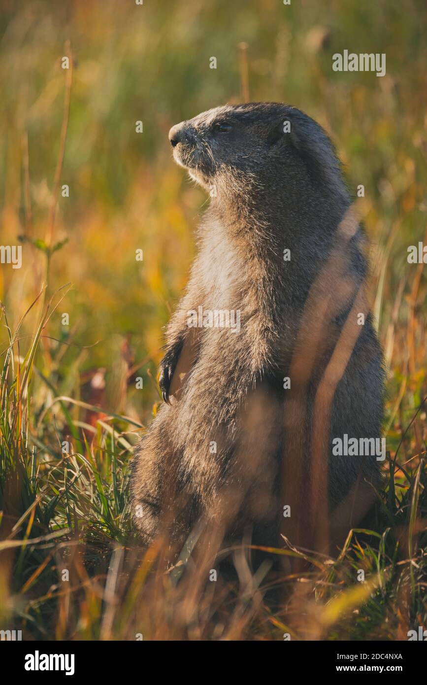 marmotta che gira Foto Stock