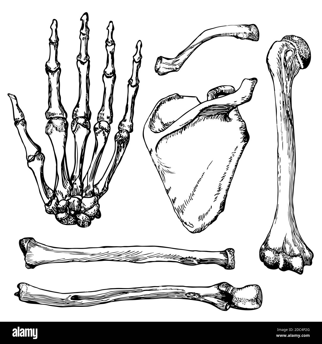 Set di ossa umane per le mani con scapola e collarbone. Illustrazione vettoriale disegnata a mano. Isolato su bianco. Illustrazione Vettoriale