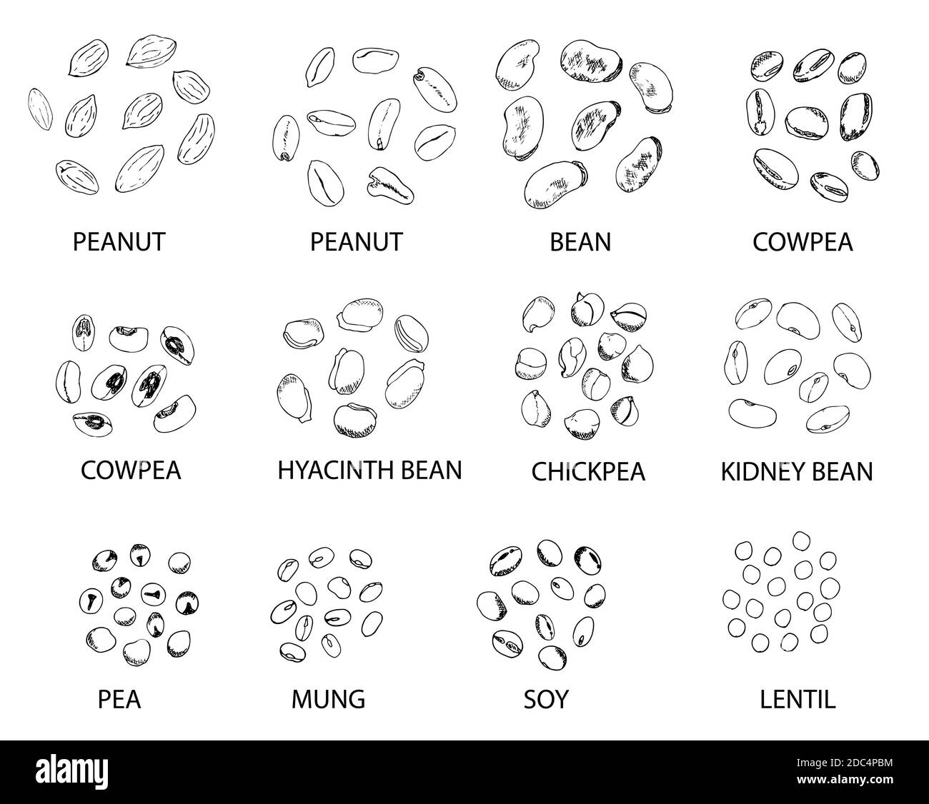 Set di bave disegnate a mano isolate su bianco. Arachidi, fagiolo, cowpea, ceci, fagioli, piselli, mung, soia, lenticchie. Illustrazione vettoriale stilizzata Illustrazione Vettoriale
