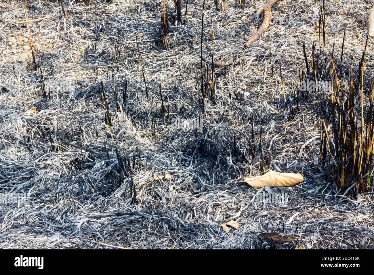 primo piano di combustione della zona piantagione, sfondo Foto Stock