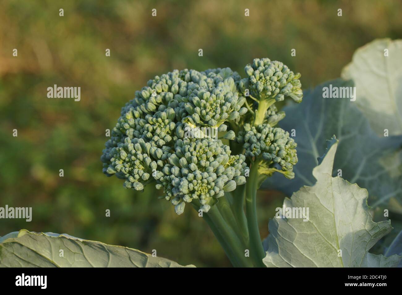 Cavolo broccolo cresce sul campo. Nuovo prezioso e gustoso ortaggio close-up. Super pianta fresca nell'immagine. Foto Stock