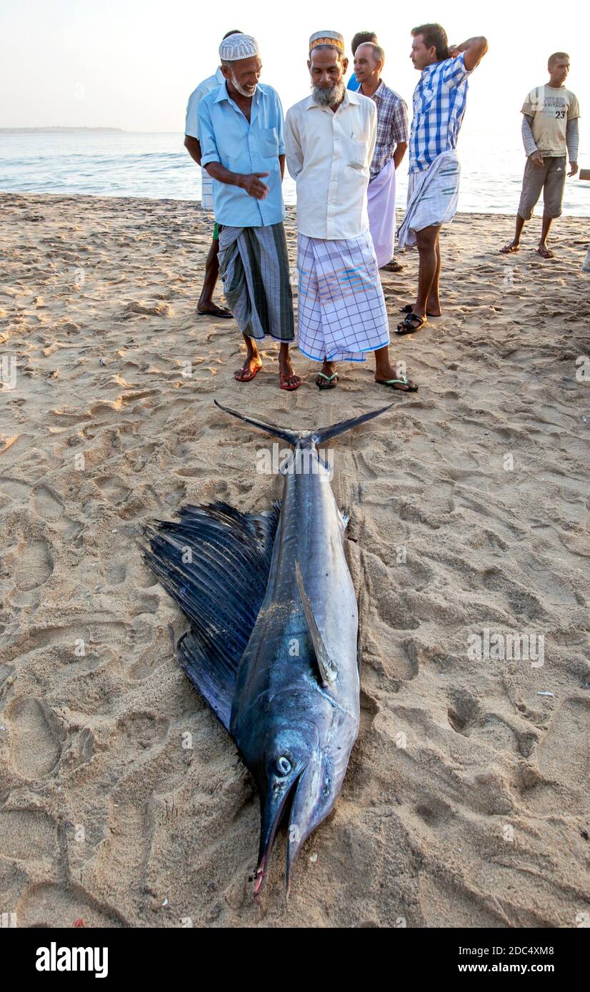 I pescatori ammirano un pesce marlin pescato al largo della Baia di Arugam sulla costa orientale dello Sri Lanka durante una spedizione notturna di pesca. Foto Stock