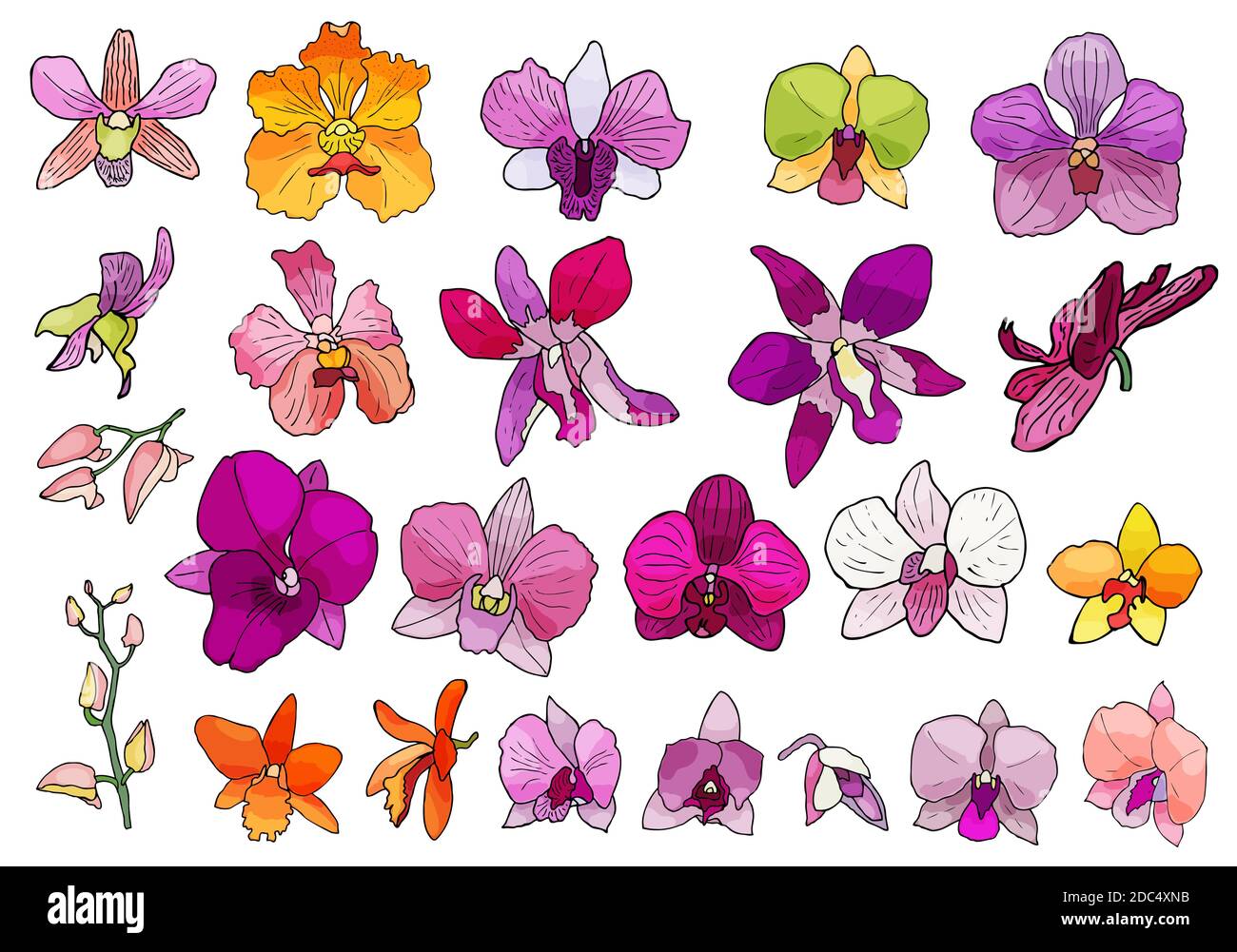Set di fiori di orchidee ed elementi floreali disegnati a mano. Isolato su illustrazione vettoriale di colore bianco. Illustrazione Vettoriale