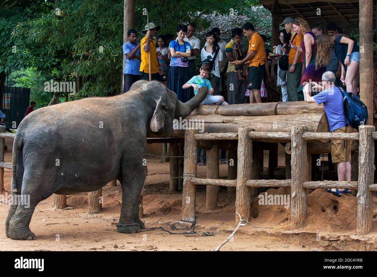 Un elefante all'Orfanotrofio dell'Elefante di Pinnawala (Pinnewala) è frutto alimentato a mano da un ragazzo straniero. Pinnawala si trova nel centro dello Sri Lanka. Foto Stock