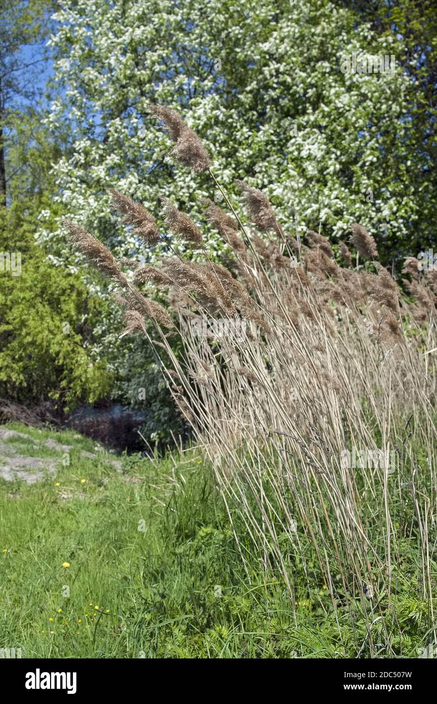 Polska, Polonia, Polen, Grande Polonia, Großpolen; canna secca sullo sfondo di un prato primaverile e ciliegia fiorente. Foto Stock