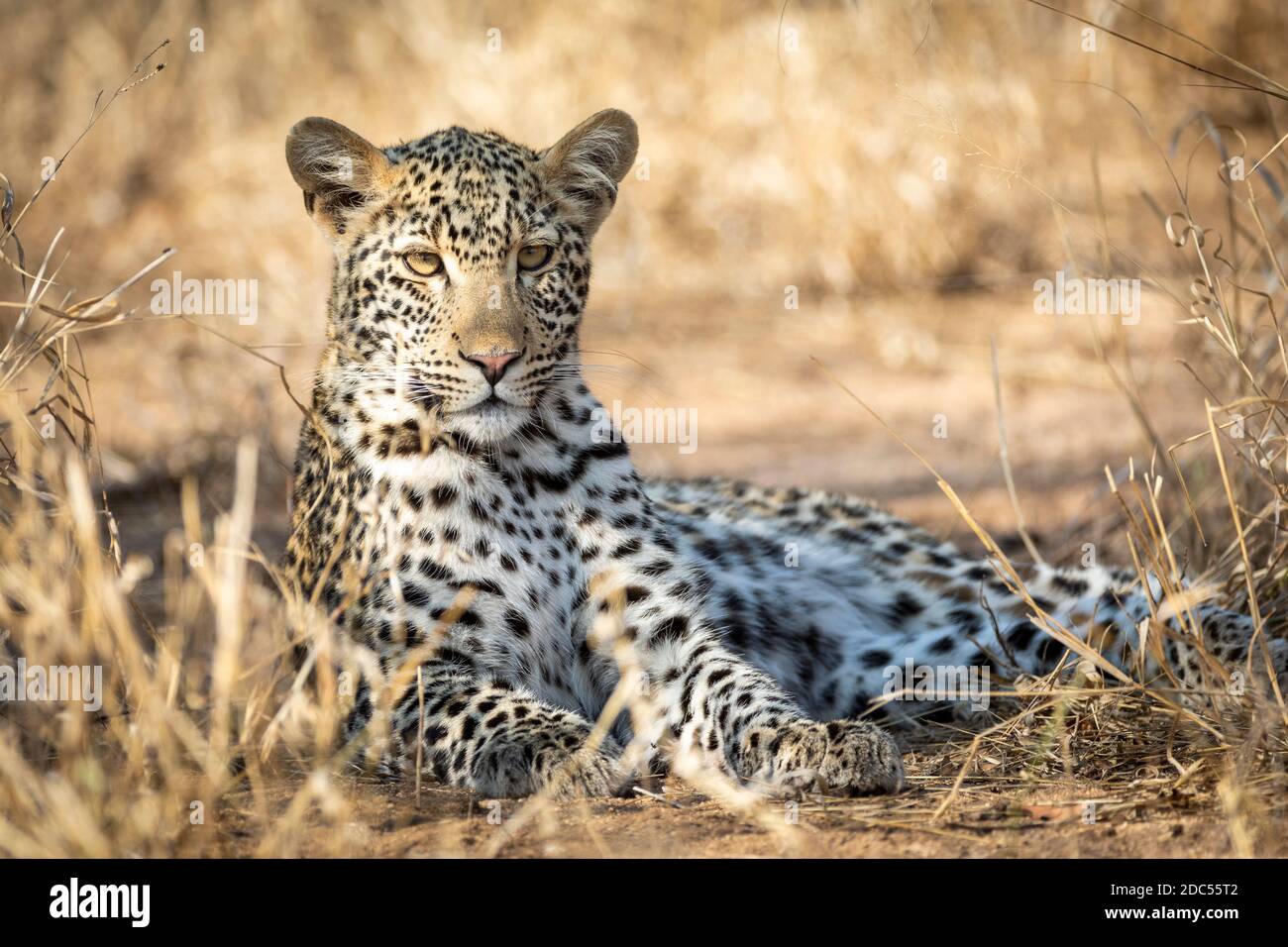 Leopardo sdraiato in erba gialla guardando allerta in Kruger Parco in Sud Africa Foto Stock