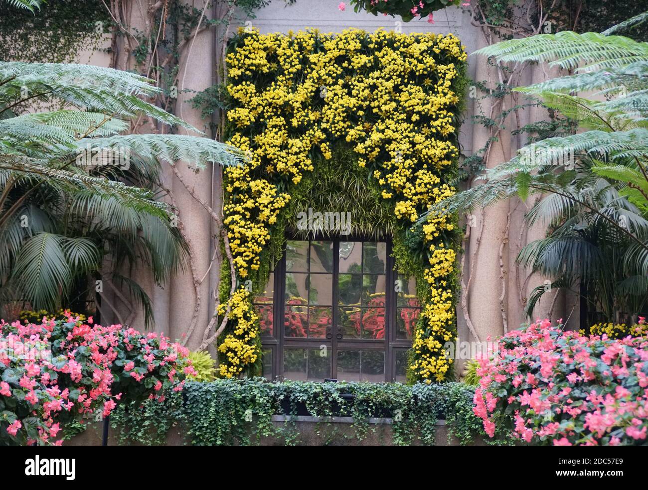 Cascade giallo Mum fiori decorati su una porta all'interno di a. giardino Foto Stock