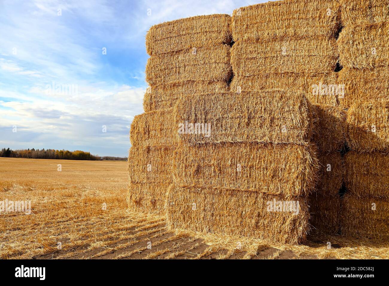 Una pila di balle quadrate di fieno in un campo agricolo Foto Stock