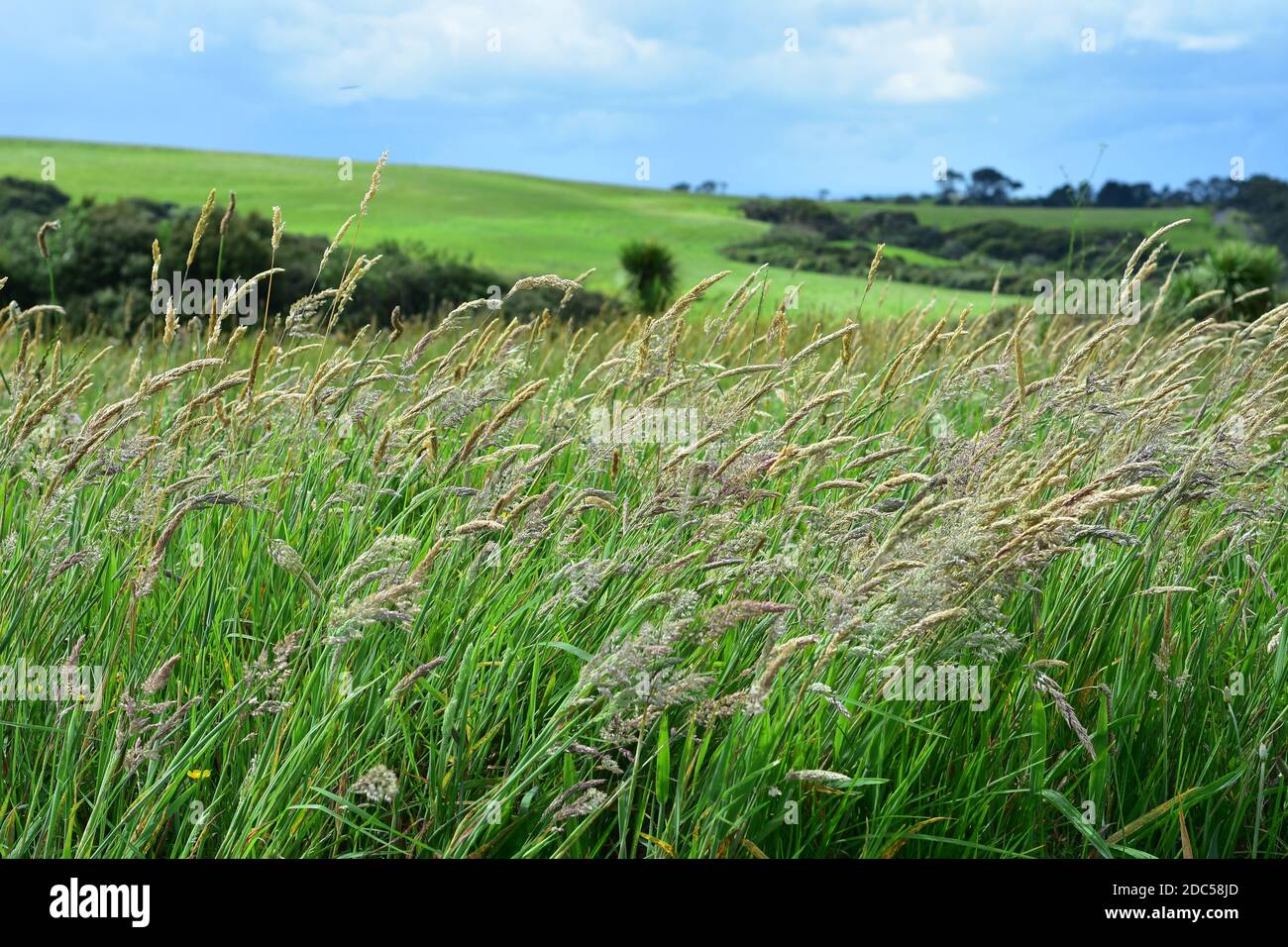 Gambi di erba piegati con vento che porta fiori minuscoli con terreno agricolo in background. Foto Stock