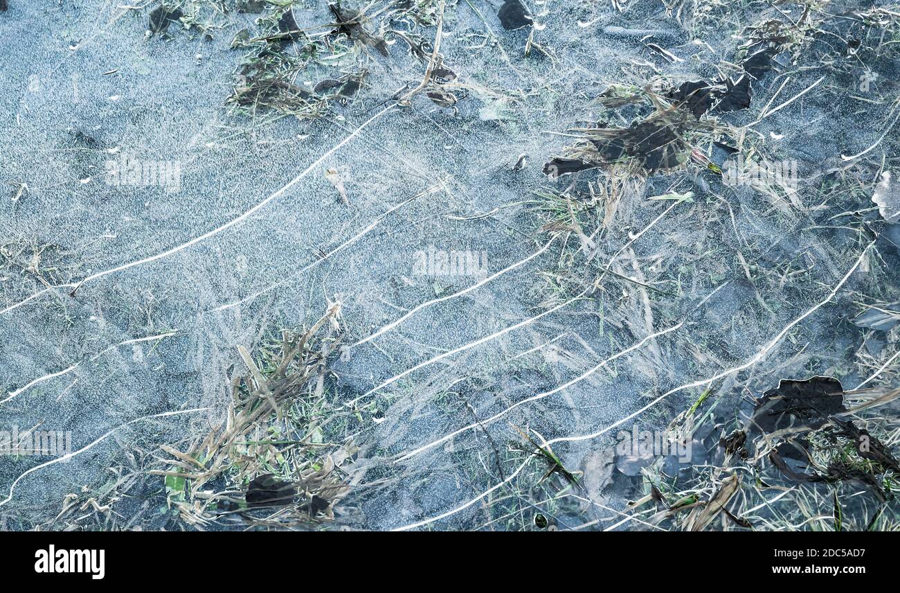Superficie di ghiaccio sottile che copre l'erba verde costiera, primo piano astratto sfondo naturale foto texture Foto Stock