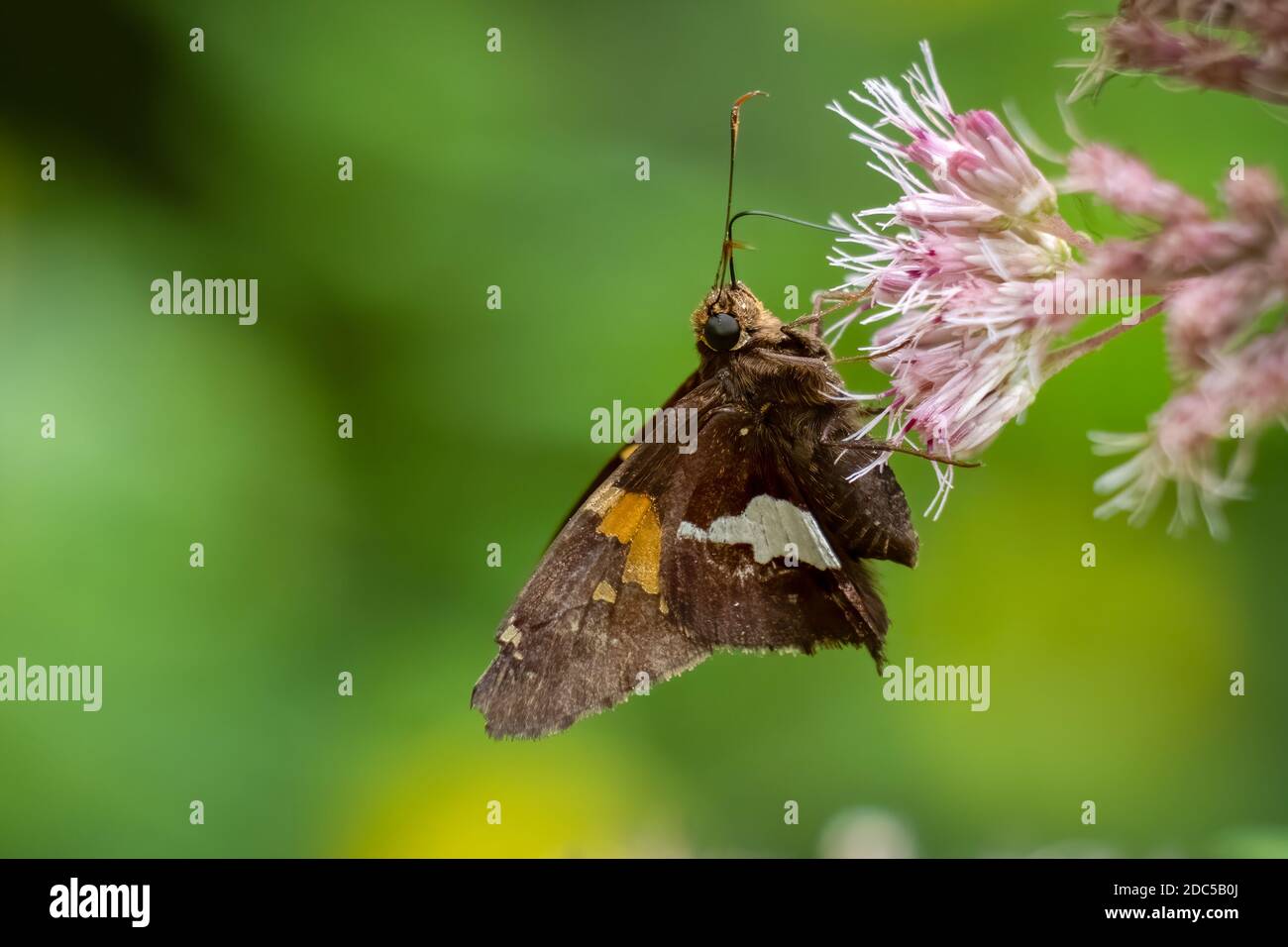 Uno skipper argentato (Epargyreus clarus) visita una fioritura. Raleigh, Carolina del Nord. Foto Stock