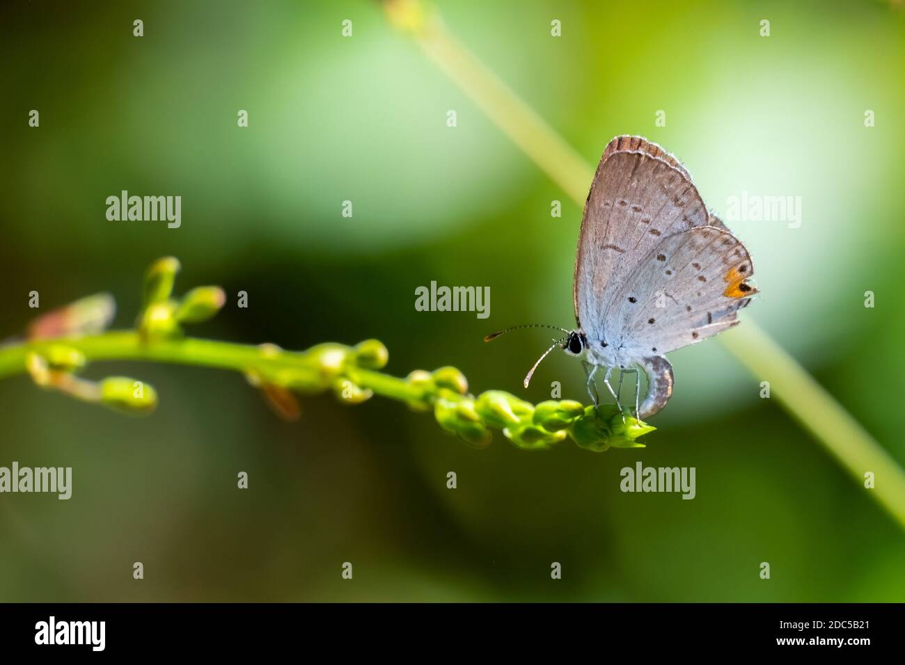 Una femmina orientale coda-blu (Cupido comyntas) depositando le uova in una piccola fioritura. Raleigh, Carolina del Nord. Foto Stock