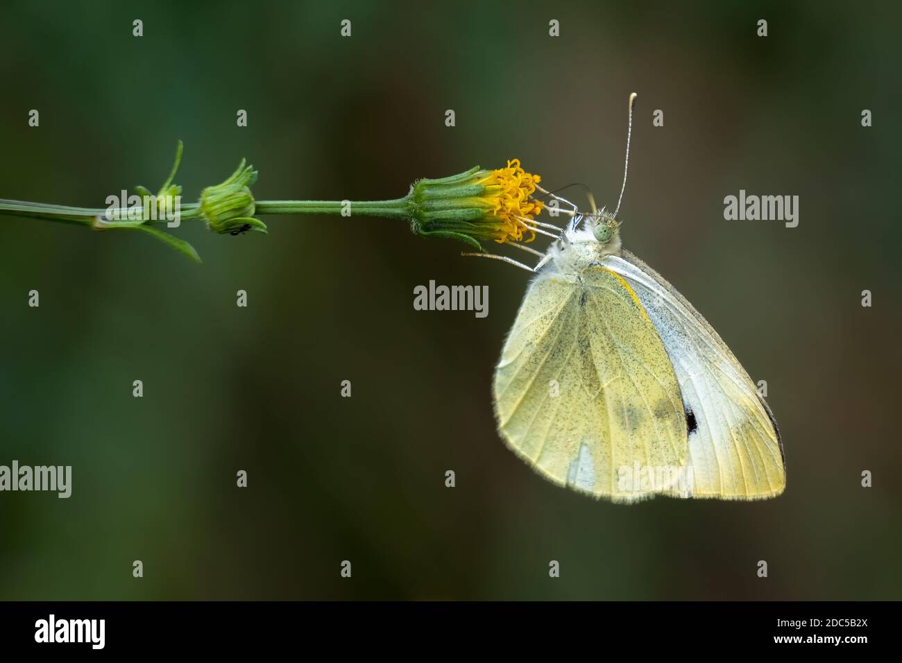 Una femmina bianco cavolo (Pieris rapae) su una fioritura. Raleigh, Carolina del Nord. Foto Stock