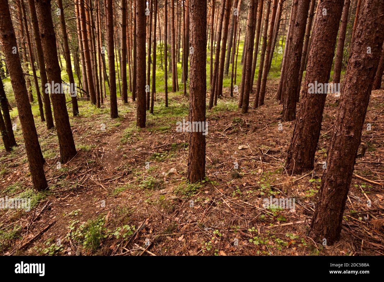 Piano contro tritato di una pineta. Flash di luce al centro dell'immagine. Pineta situata a El Espinar, nella Sierra de Guadarrama Nati Foto Stock