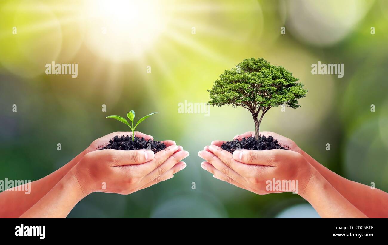 Le mani degli ambientalisti che tengono grandi alberi e piantine per sostituirsi l'un l'altro. Concetto di Giornata Mondiale dell'ambiente. Foto Stock