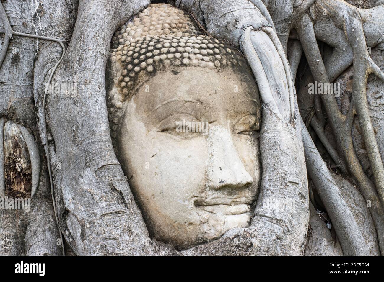 Meraviglie della natura, il capo della pietra arenaria Buddha immagine in Radici di albero a Wat Mahathat Ayutthaya Thailandia Foto Stock