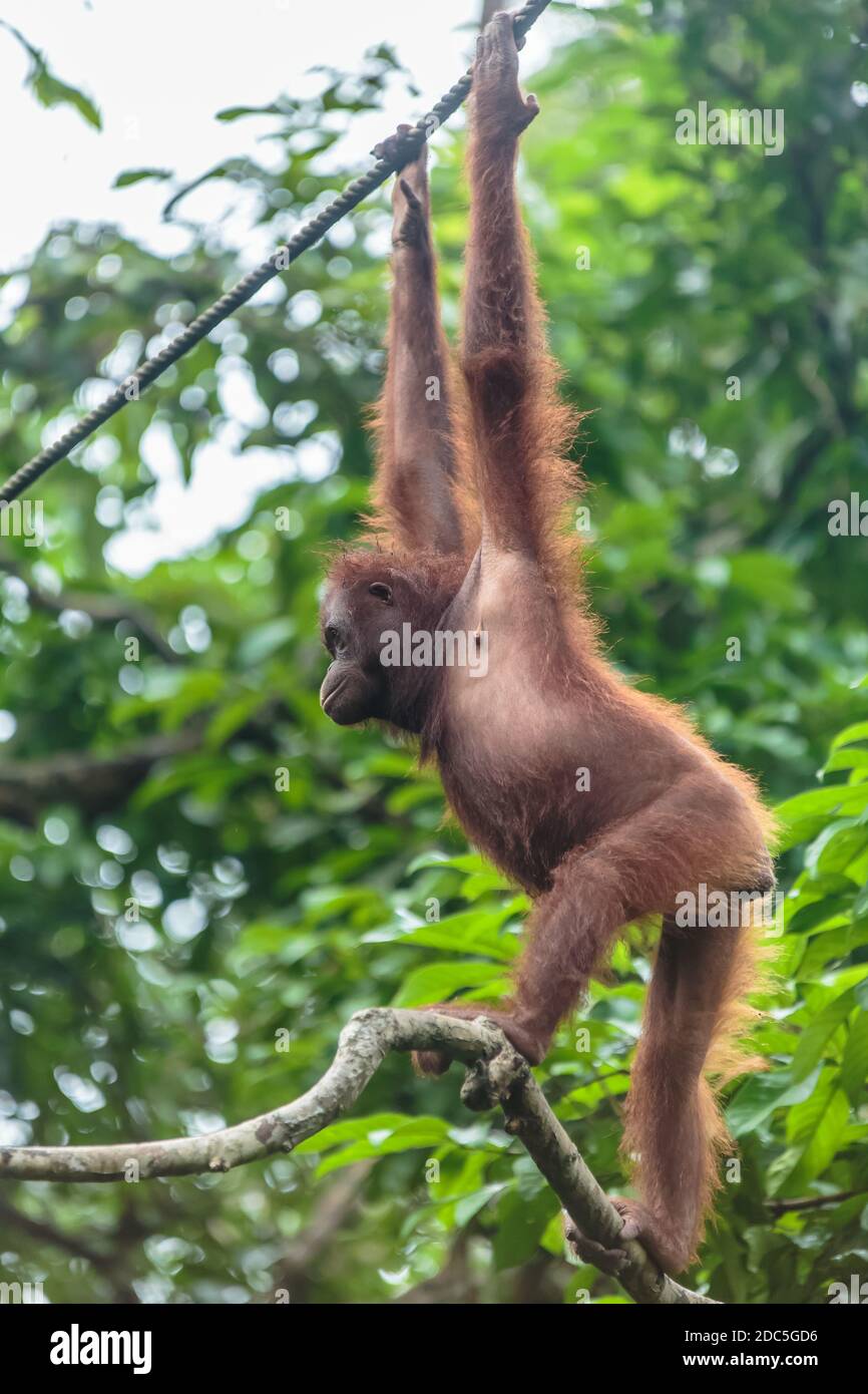 Orangutan o pongo pygmaeus è il solo grande asiatici trovate sull'isola del Borneo e Sumatra Foto Stock