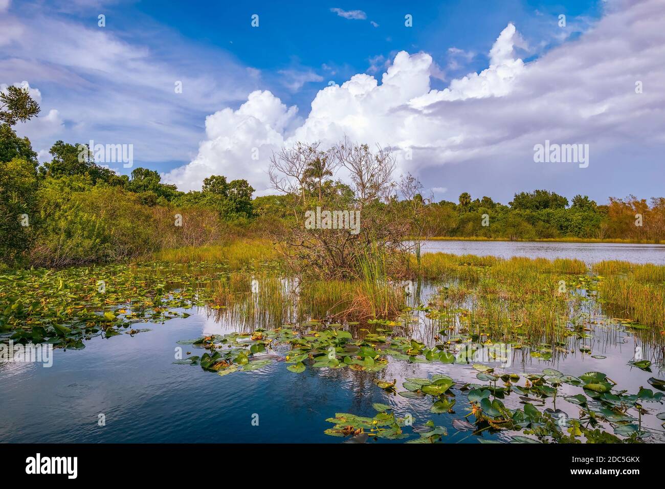 Zone umide nella Big Cypress National Preserve. Florida meridionale. STATI UNITI Foto Stock
