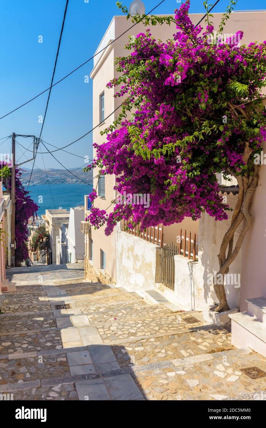 Vista sulla strada di case tradizionali e di un colorato bougainvillea albero in Ermoupolis, isola di Syros, Grecia Foto Stock