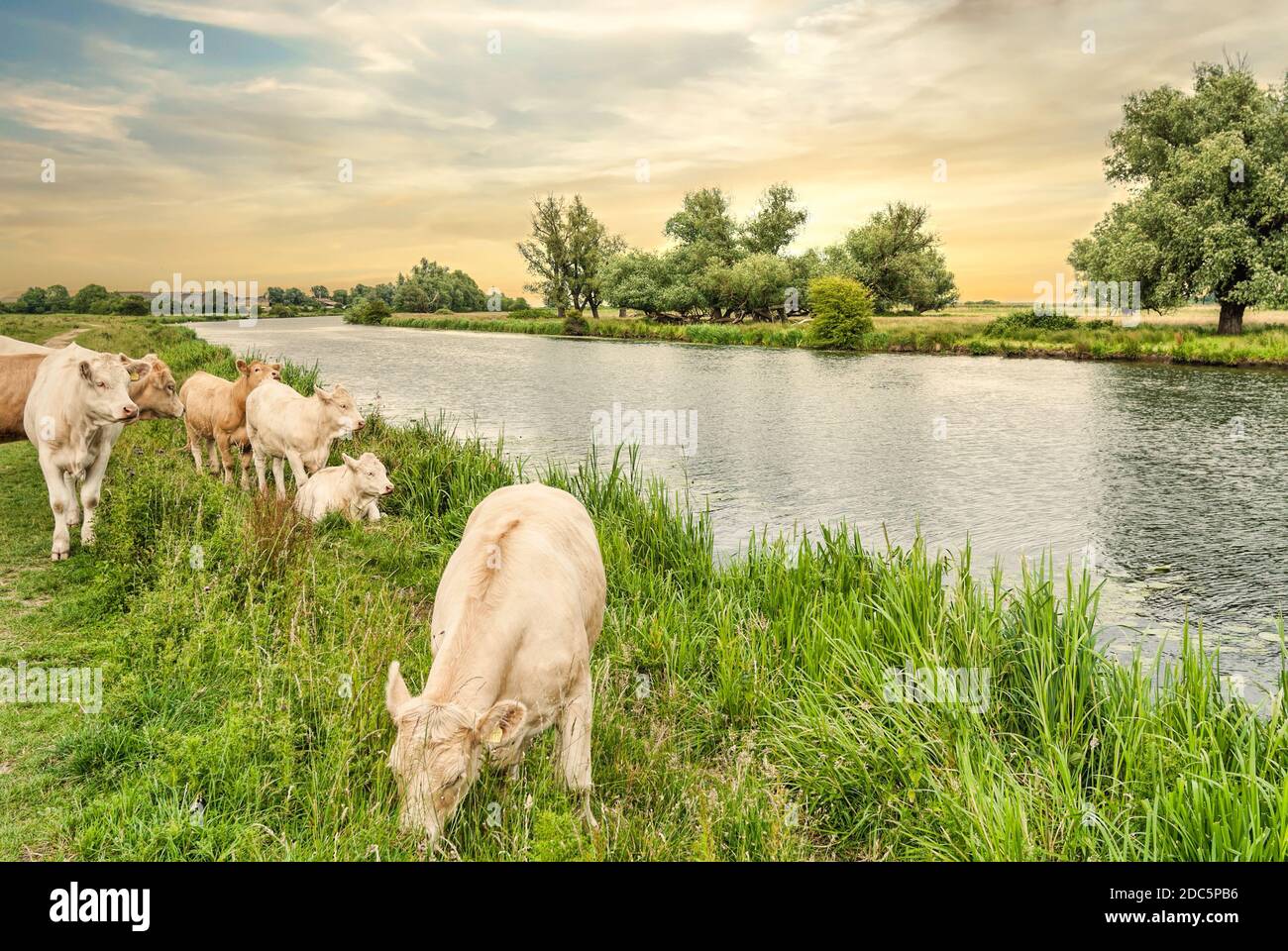 I bovini pascolano su un prato nelle Fens presso il fiume Great Ouse vicino Ely, conosciuto come la Fenland, Cambridgeshire, Inghilterra. Foto Stock