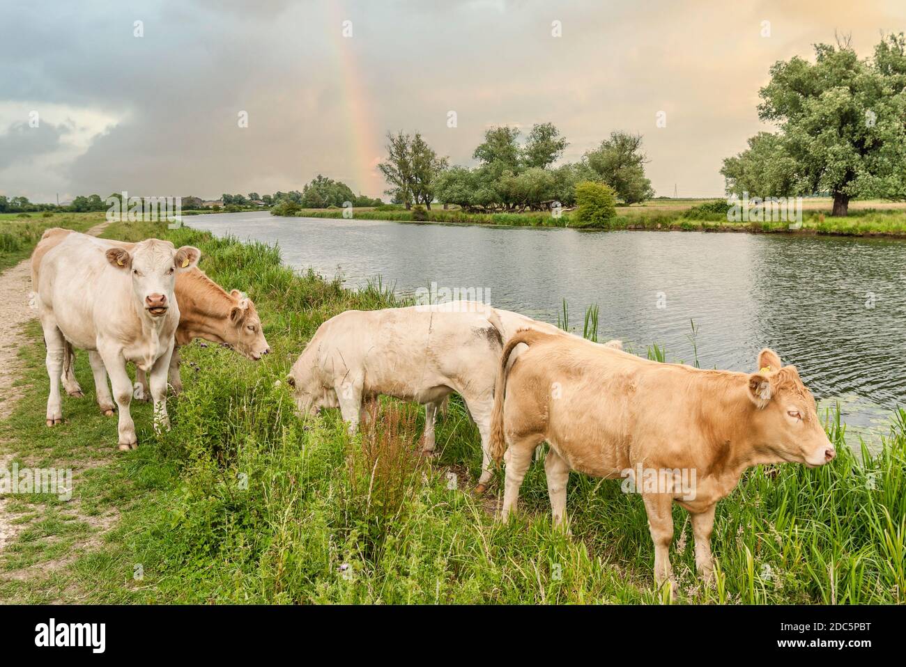 I bovini pascolano su un prato nelle Fens presso il fiume Great Ouse vicino Ely, conosciuto come la Fenland, Cambridgeshire, Inghilterra. Foto Stock