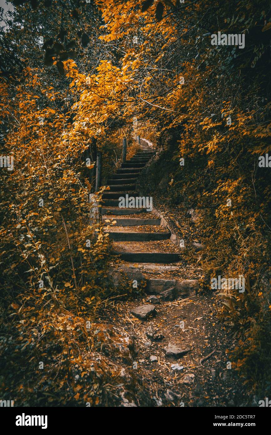 Una scala in legno che va in profondità nella foresta circondata da fogliame giallo denso Foto Stock