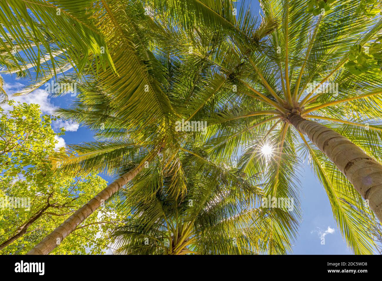Rilassante palme tropicali foglie raggi luce solare sfondo. Verde palme da cocco vista prospettica con cielo blu. Tranquilla, tranquilla, giungla zen foresta Foto Stock