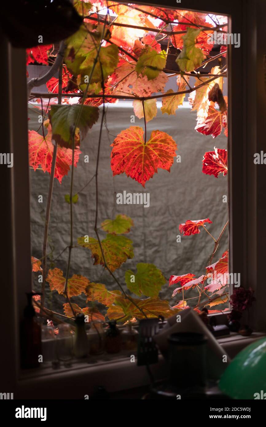Foglie d'edera autunnale appese sulla finestra della cucina Foto Stock