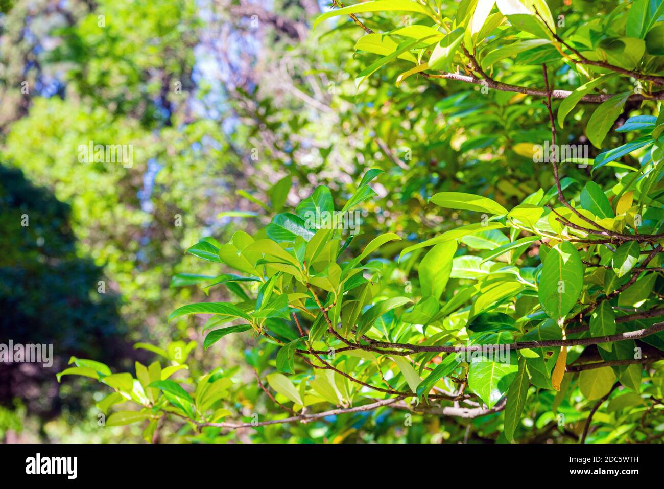 Prunus laurocerasus o cespuglio di ciliegio Laurel con foglie in giardino Foto Stock