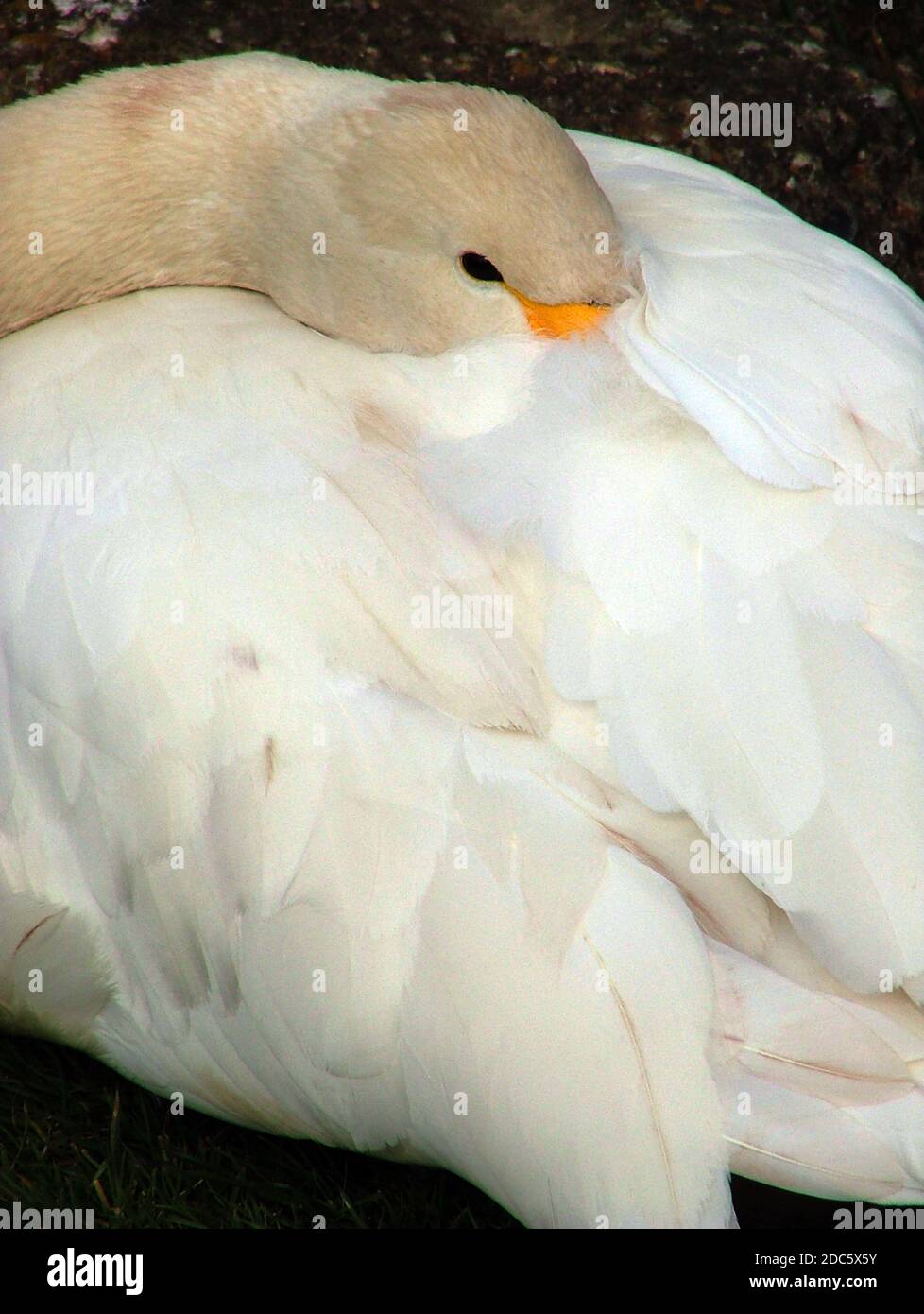 Cigno di Bewick immaturo (Cygnus bewickii) Una sub-specie di cigno di tundra piccolo cigno Holartico questo & il cigno fischiante è spesso considerato come conspecifico Foto Stock