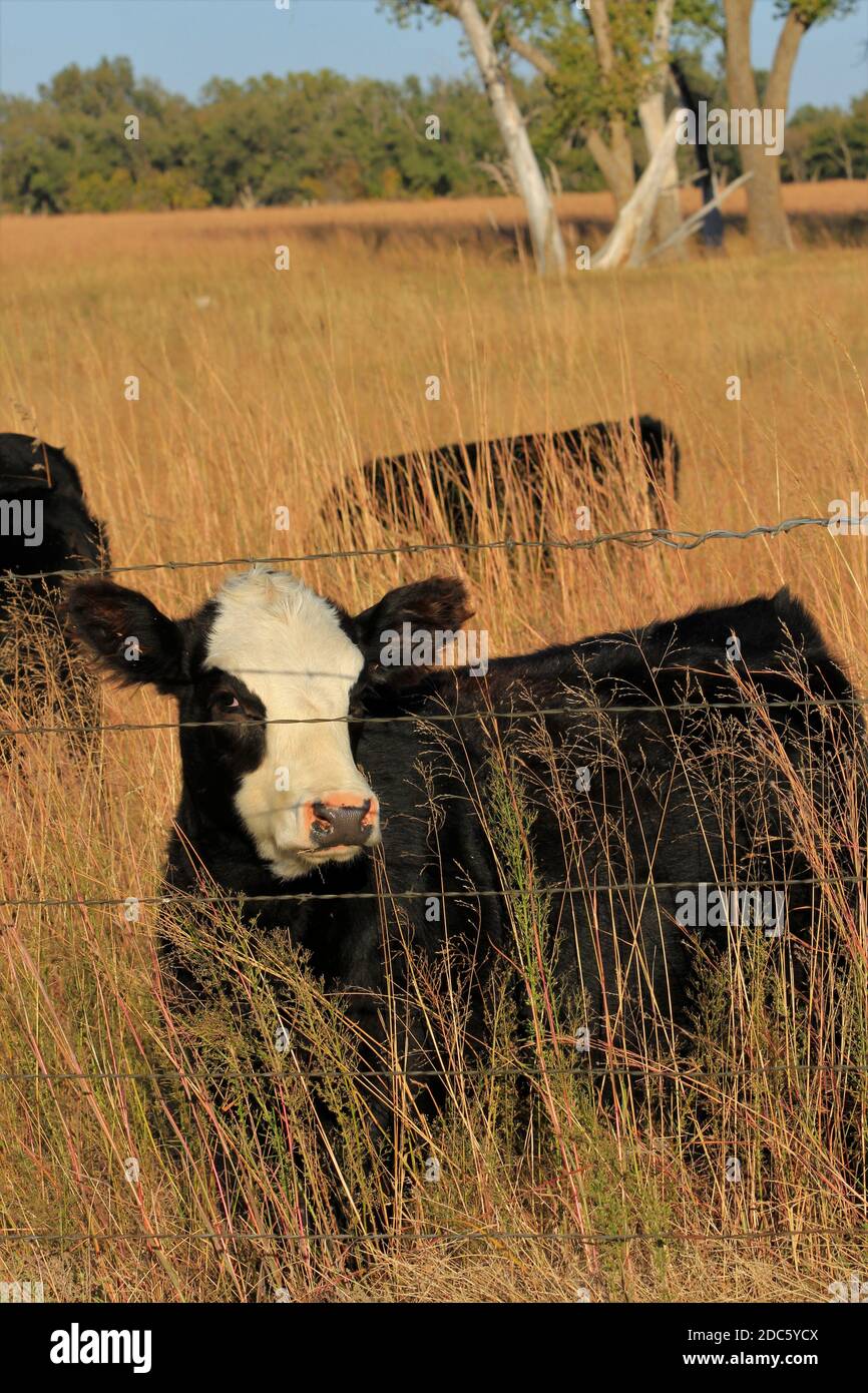 Mucca Hereford nera in un pascolo con erba di prateria con un recinto e un albero fuori nel paese. Foto Stock
