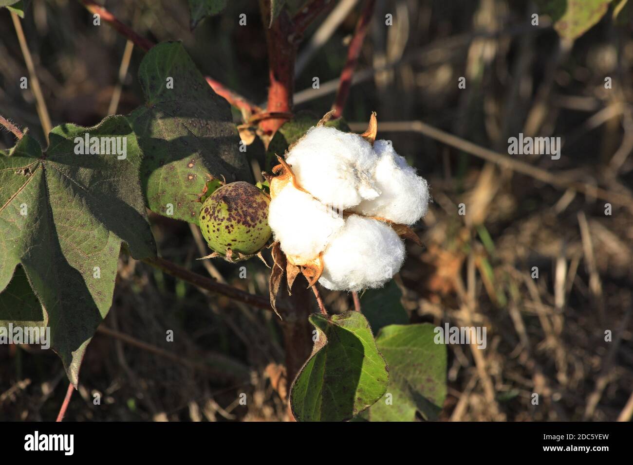 Piante di cotone in un campo agricolo del Kansas colpo closeup con cotone maturo e cotone ancora in baccelli. Foto Stock