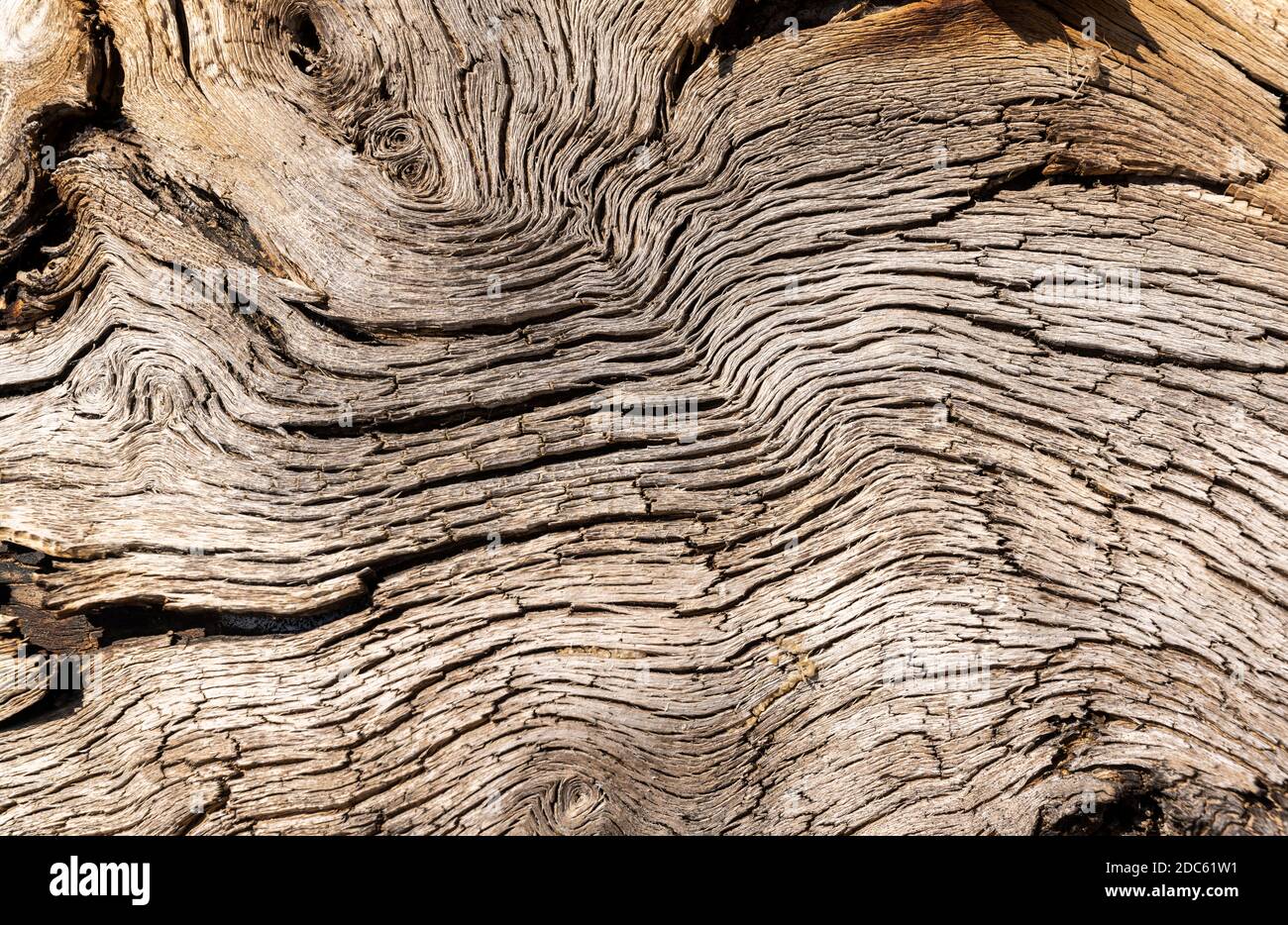 Vecchio tronco di albero morto con curve nel legno. Foto Stock