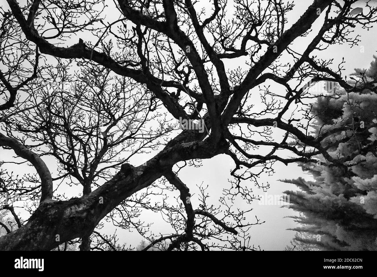Tiro a infrarossi di un albero di Magnolia in un giardino di campagna. Foto Stock