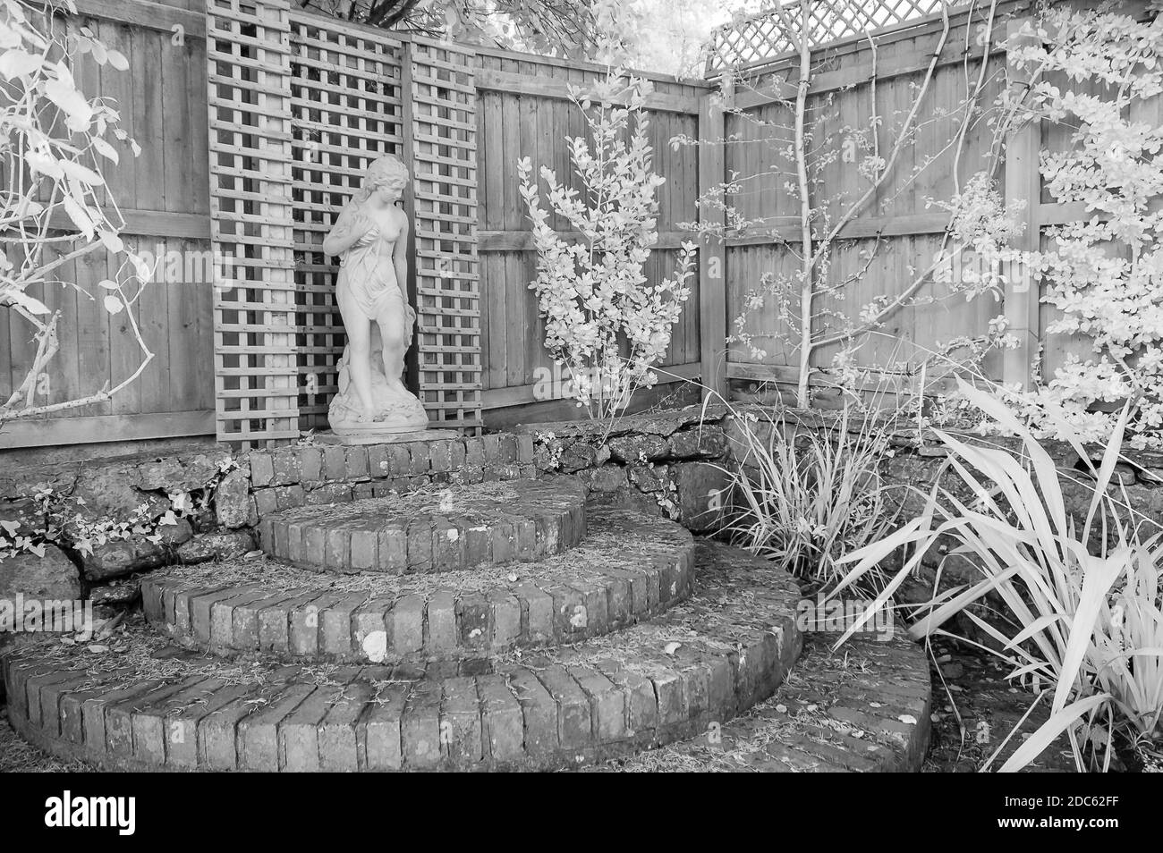 Infrarossi di Andromeda in un giardino di campagna. Foto Stock