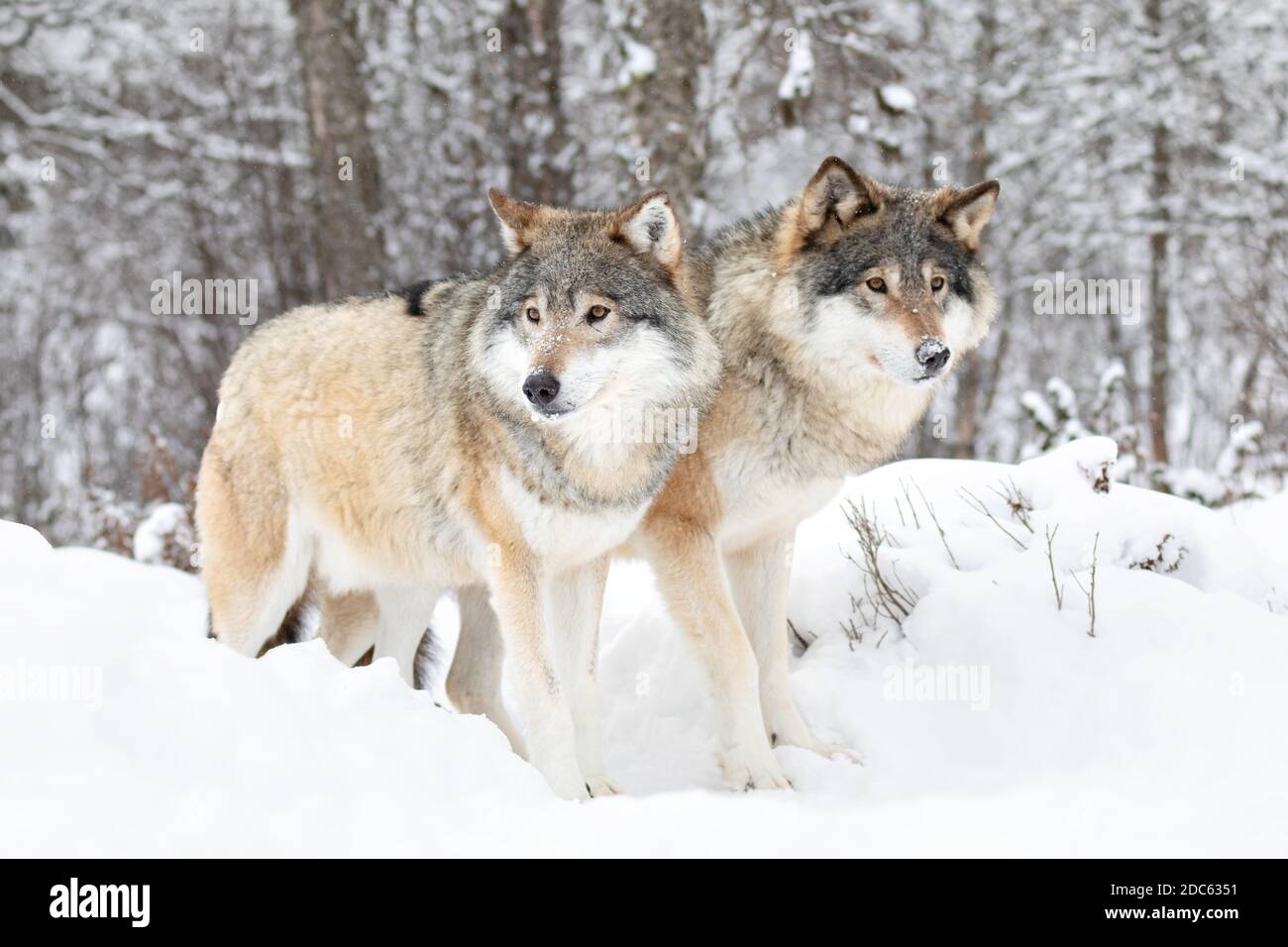 Due splendidi lupi in un freddo paesaggio invernale innevato Foto Stock