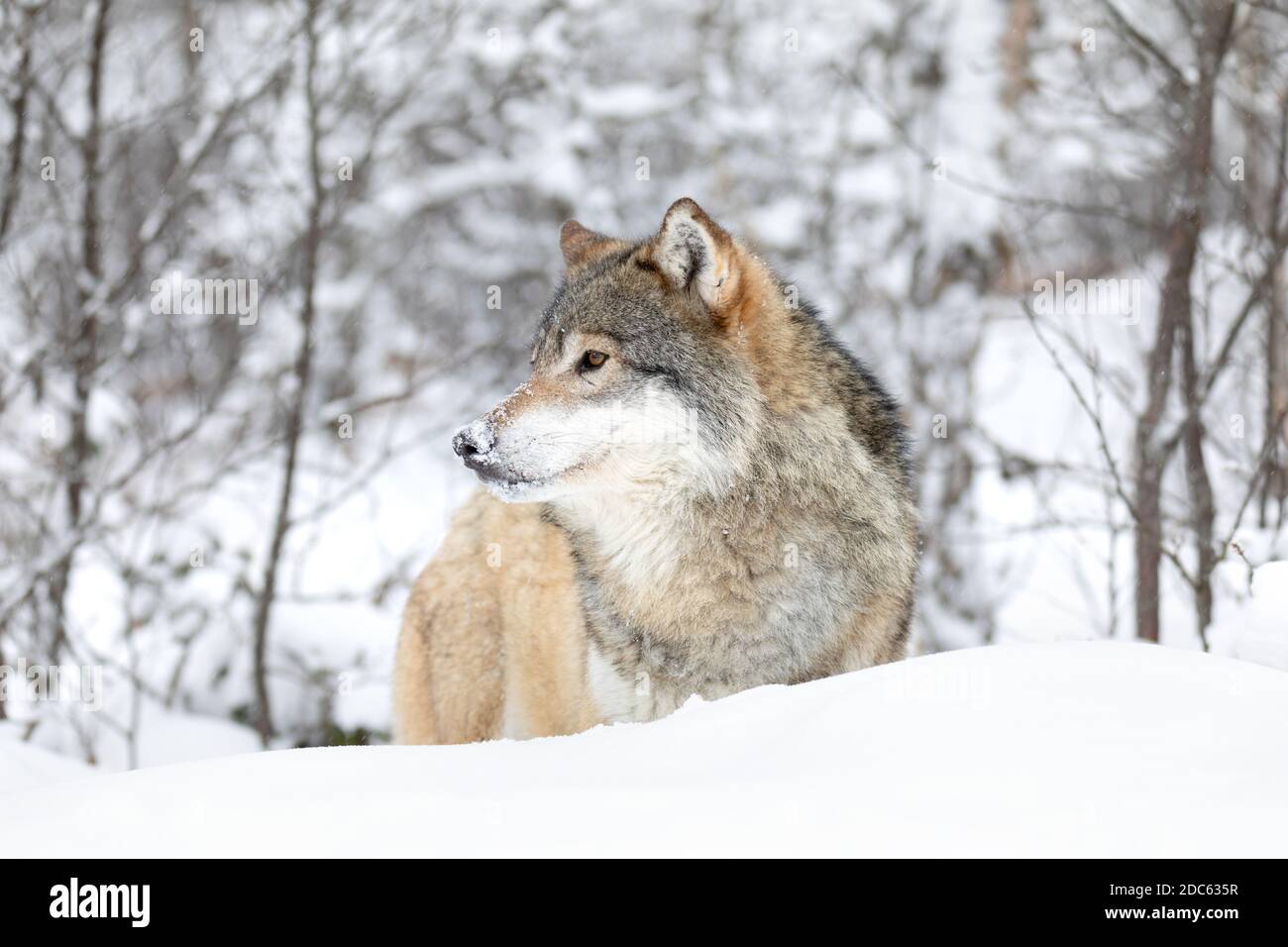 Un lupo in piedi in bella foresta invernale coperta di neve Foto stock -  Alamy