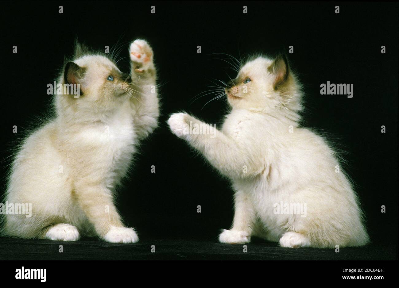 BIRMANESE gatto domestico, i gattini di riproduzione Foto Stock