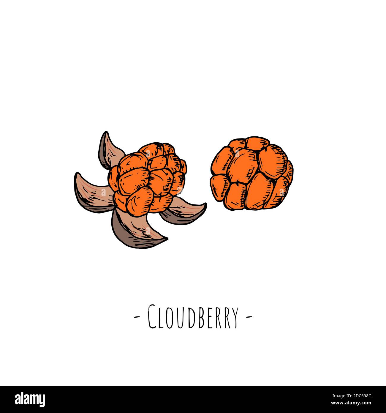 Cloudberry. Oggetti isolati su bianco. Illustrazione di cartoni animati vettoriali. Stile disegnato a mano. Illustrazione Vettoriale