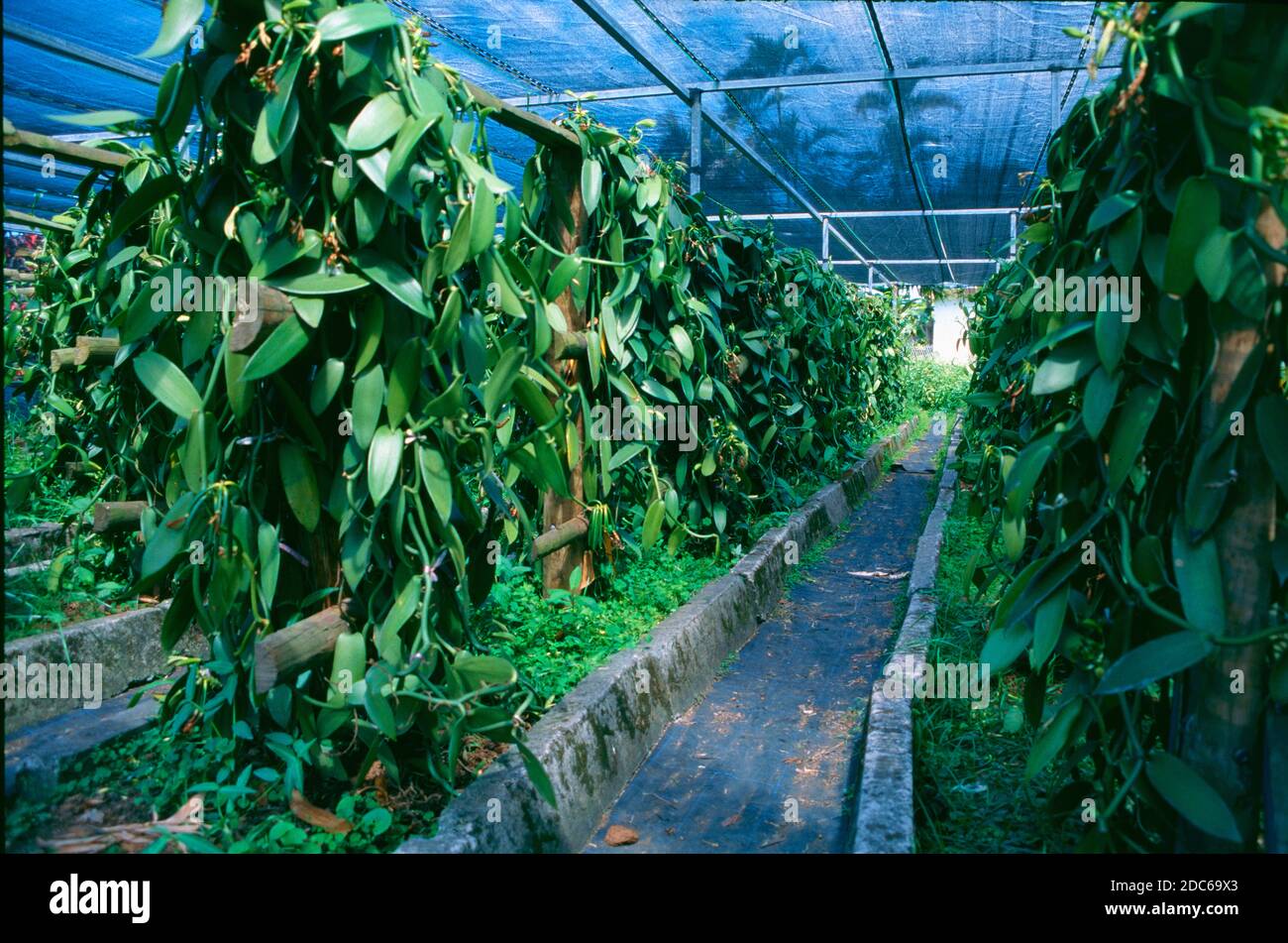 Coltivazione di vaniglia o piantagione di vaniglia, Vanilla planifolia, la  Réunion o Reunion Island France Foto stock - Alamy