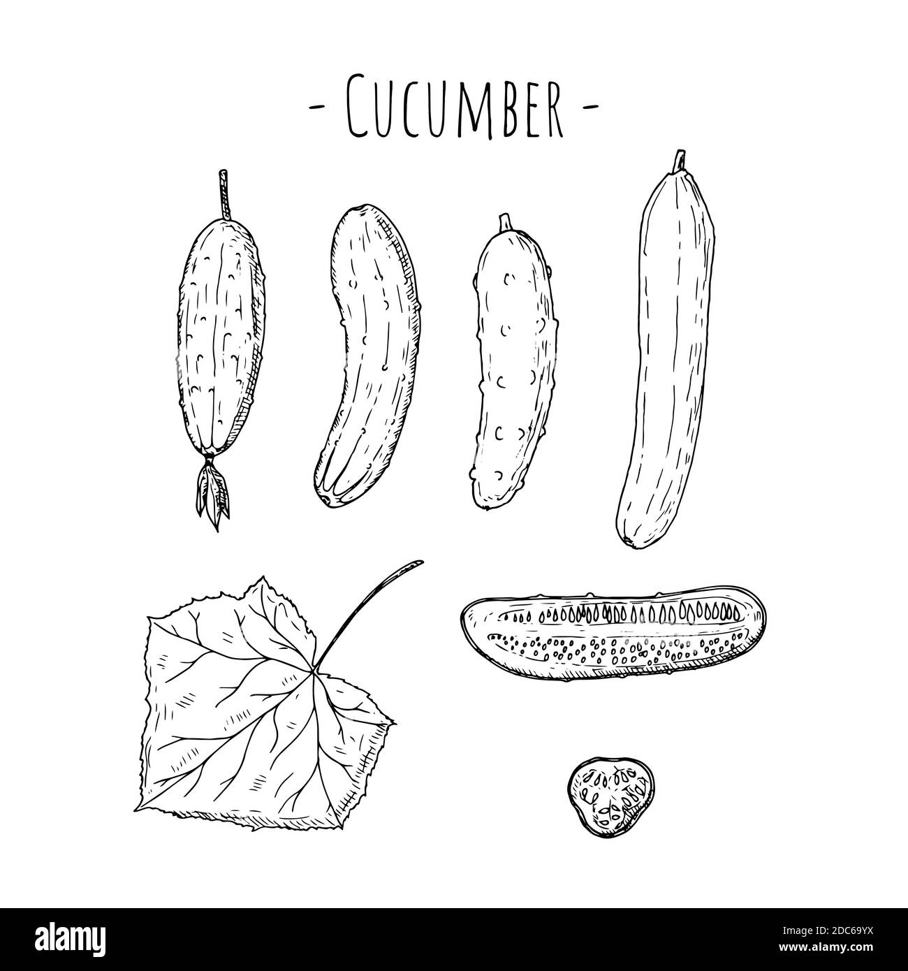 Cetriolo. Illustrazione di cartoni animati vettoriali. Isolato su bianco. Stile disegnato a mano. Illustrazione Vettoriale