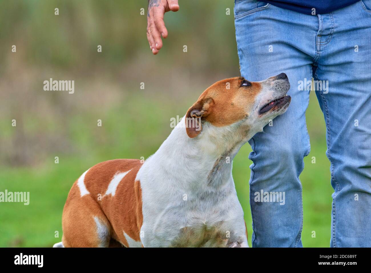 American Pit Bull Terrier cane accompagnando il suo proprietario mentre fanno una passeggiata in campagna. Amicizia e concetto di protezione Foto Stock