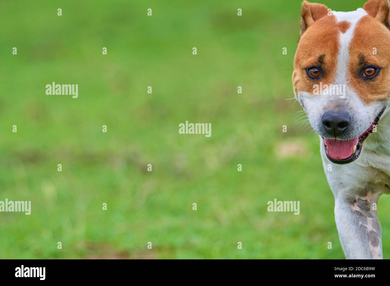 ritratto di un cane purebred americano pitbull terrier sorridente mentre si gioca e si divertono a correre attraverso il campo. copia spazio Foto Stock