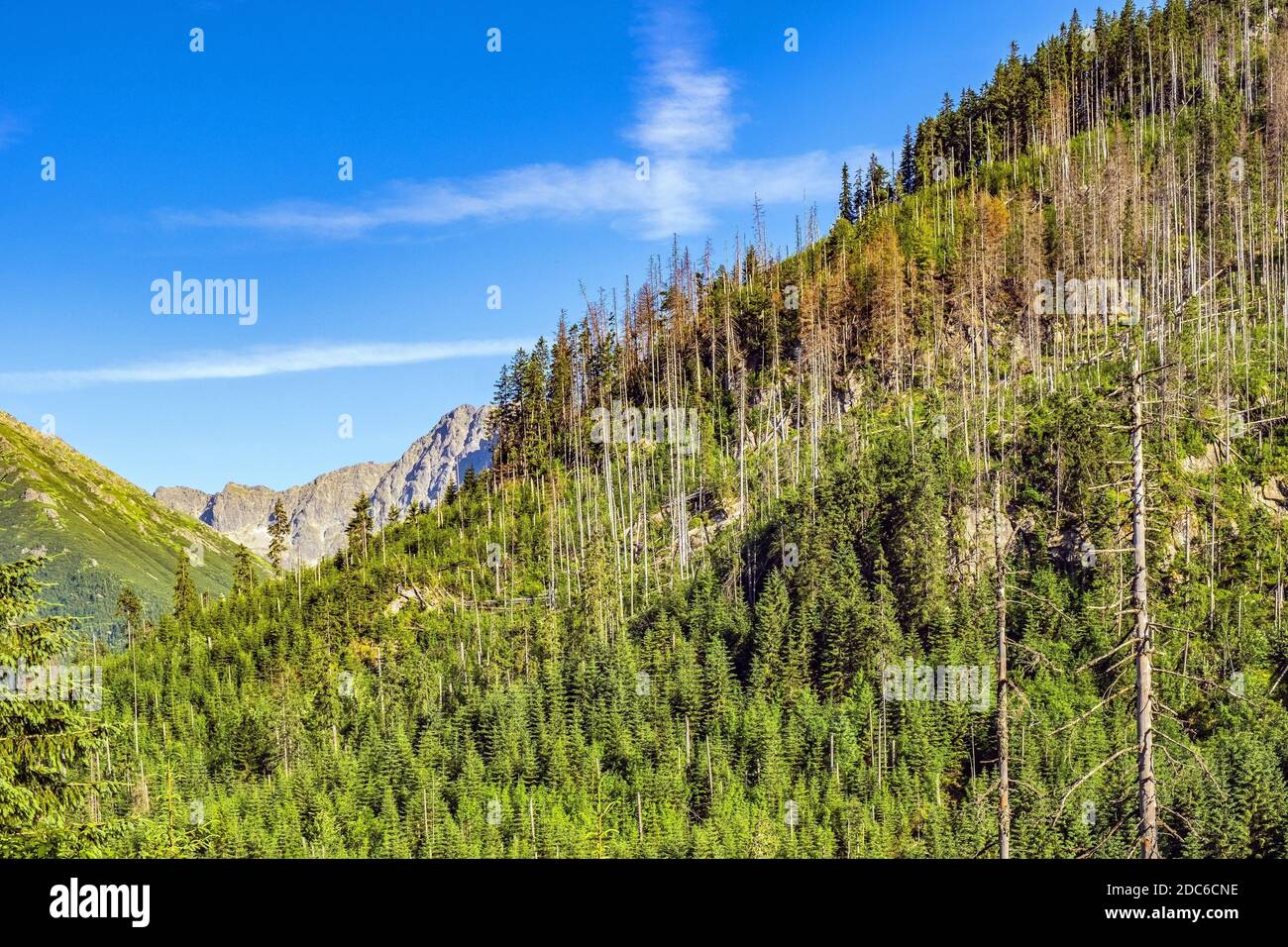 Vista panoramica della valle di Rybi Potok - Dolina Rybiego potoku - con foresta che copre le pendici del crinale Siedem Granatow nei Monti Tatra, vicino Zakop Foto Stock
